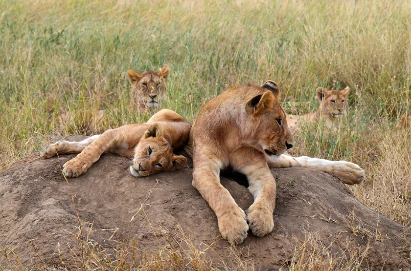 Day Trip Safari - Ngorongoro Lion