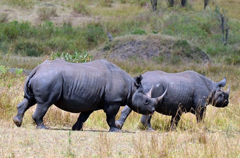 Day Trip Safari - Ngorongoro Rhino