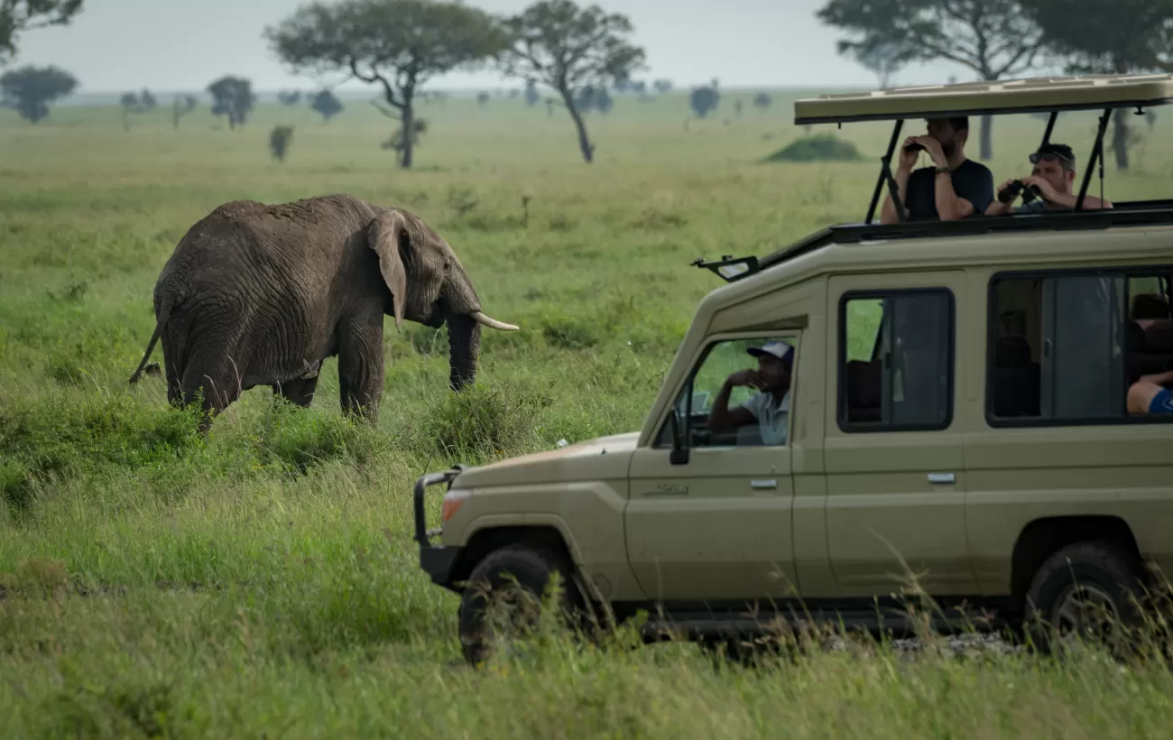 Benson Safaris