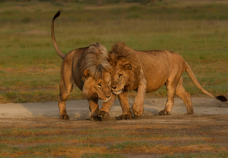 Benson Safaris