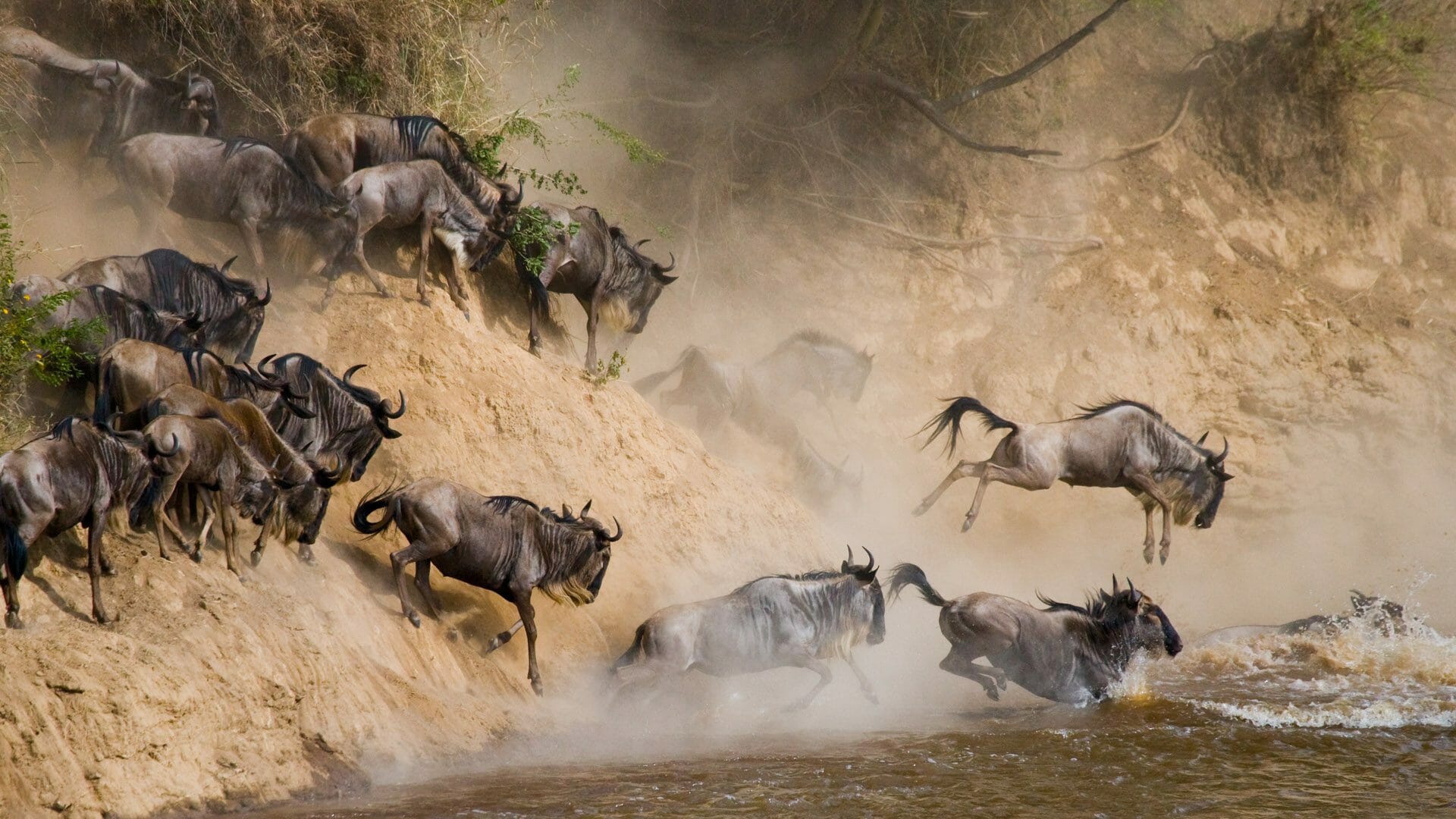 Benson Safaris