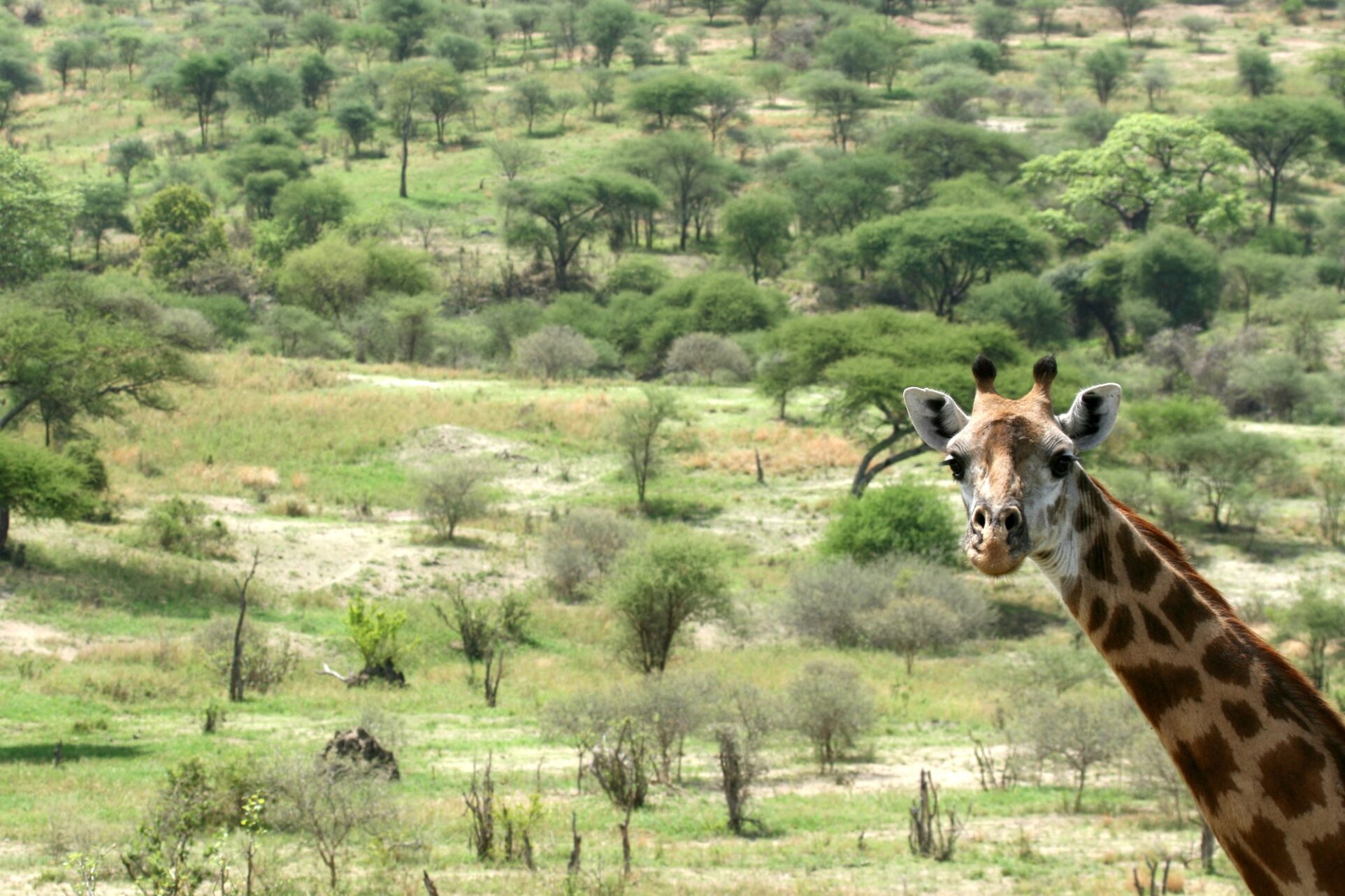 Giraffe - Tarangire National Park. Tanzania, Africa