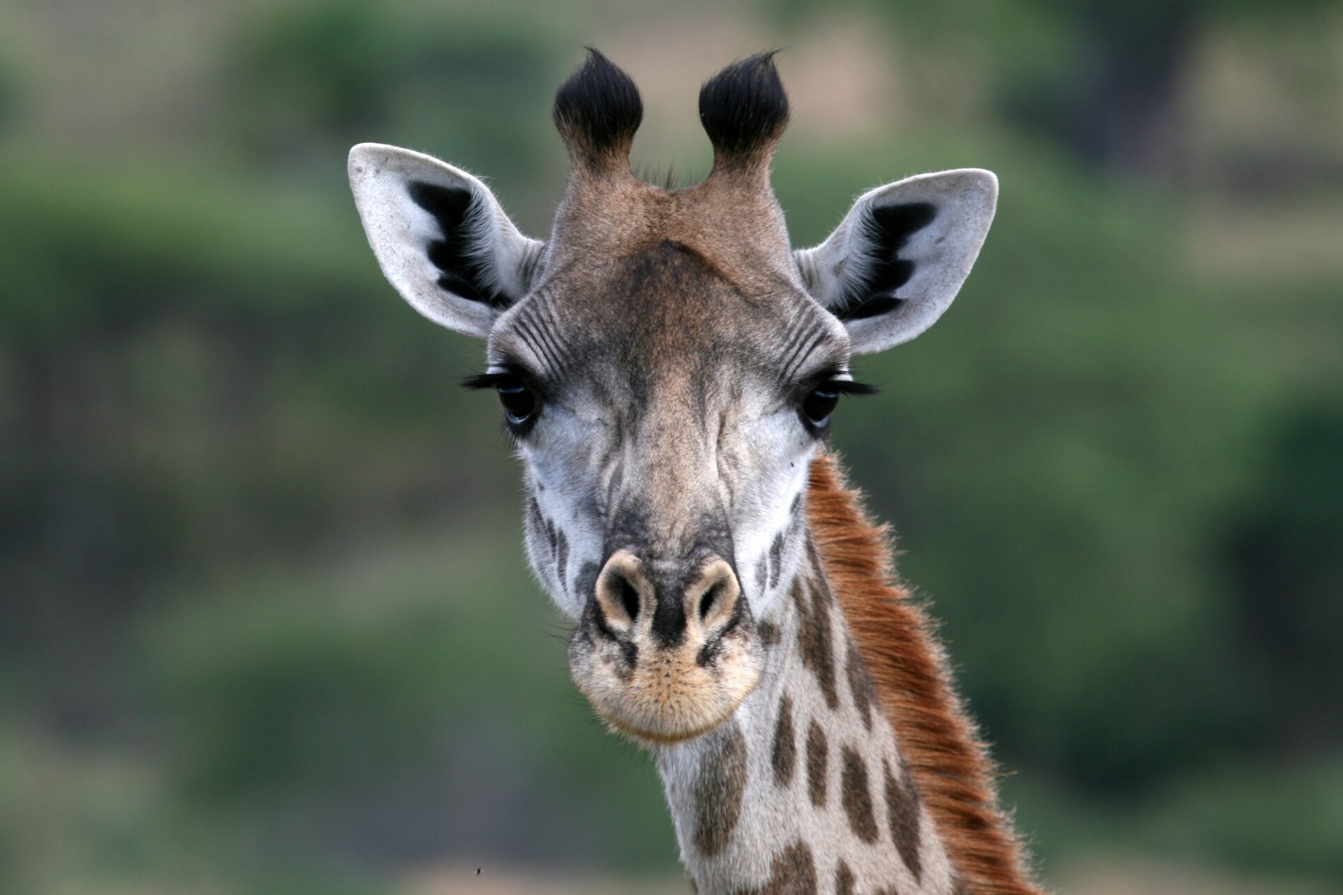 Giraffe - Tarangire National Park. Tanzania, Africa