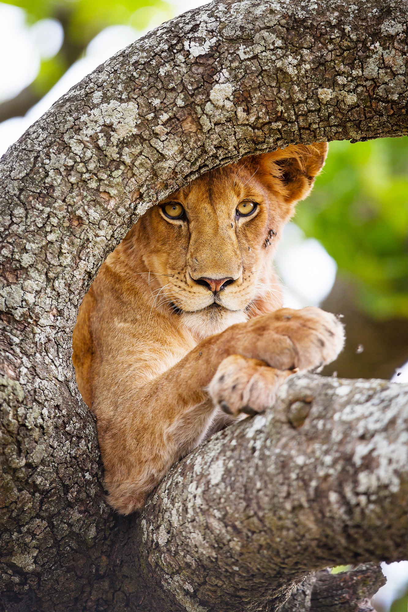 Majestic Lion Resting in a Tree in Tanzania Safari