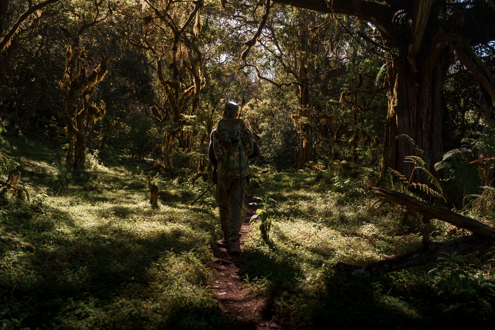 Park ranger walking on mount meru trekking in arusha national park, tanzania