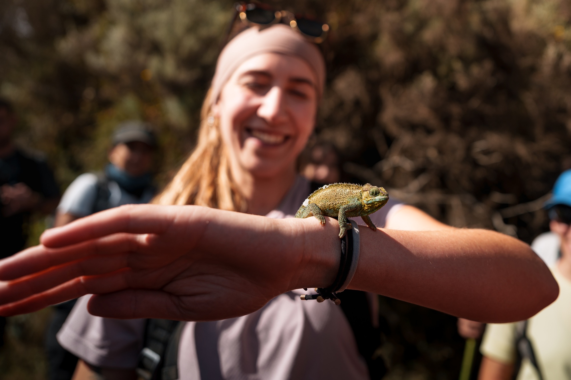 Smiling tourist holding chameleon on mount meru, tanzania